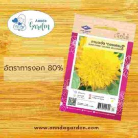 เมล็ดทานตะวัน ทองเศรษฐี เจียไต๋