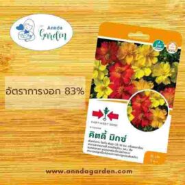 เมล็ดดาวกระจาย คิตดี้ มิกซ์ ต้นเตี้ย ศรแดง