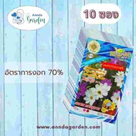 เมล็ดดอกดาวกระจายคละสี สี่ทิศ 10 ซอง