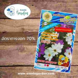 เมล็ดดอกดาวกระจายคละสี สี่ทิศ 1 ซอง