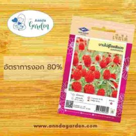 เมล็ดบานไม่รู้โรยสีแดง เจียไต๋ 1 ซอง