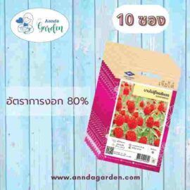 เมล็ดบานไม่รู้โรยสีแดง เจียไต๋ 10 ซอง
