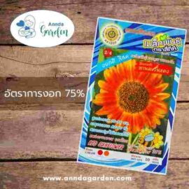 เมล็ดดอกทานตะวันแดง สี่ทิศ 1 ซอง