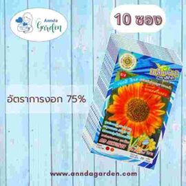เมล็ดดอกทานตะวันแดง สี่ทิศ 10 ซอง