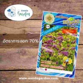 เมล็ดเวอร์บีน่า สี่ทิศ 1 ซอง