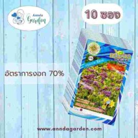 เมล็ดเวอร์บีน่า สี่ทิศ 10 ซอง