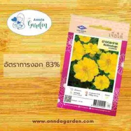 เมล็ดดาวกระจายสีเหลืองต้นสูง เจียไต๋