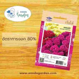 เมล็ดหงอนไก่ เจียไต๋