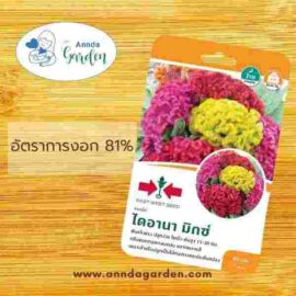 เมล็ดพันธุ์หงอนไก่ ไดอานามิกซ์ ศรแดง