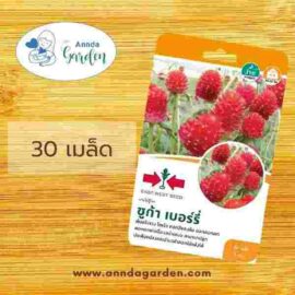 เมล็ดบานไม่รู้โรย ชูก้าเบอร์รี่ ศรแดง
